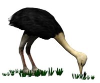 ostrich_fastfood_hr.jpg