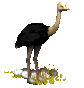ostrich_eggs_nesting_sc.gif