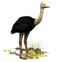 ostrich_eggs_nesting_mw.gif