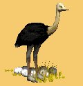 ostrich_eggs_nesting_mc.gif