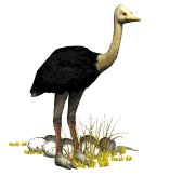 ostrich_eggs_nesting_lw.gif
