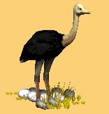 ostrich_eggs_nesting_lc.gif