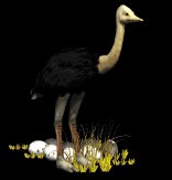 ostrich_eggs_nesting_lb.gif