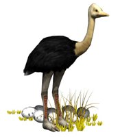 ostrich_eggs_nesting_hr.jpg