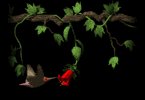 hummingbird_and_flower_mb.gif