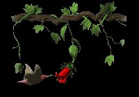 hummingbird_and_flower_lc.gif