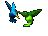 humming_birds_hovering_tc.gif