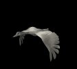goose_fly2_mb.gif