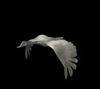 goose_fly2_lb.gif