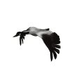 goose_fly1_mw.gif