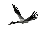 goose_fly1_hr.jpg