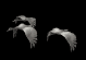 geese_fly2_sb.gif