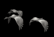 geese_fly2_mb.gif