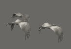 geese_fly2_lc.gif