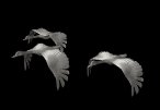 geese_fly2_lb.gif