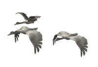geese_fly2_hr.jpg