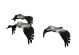 geese_fly1_sw.gif