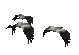 geese_fly1_sc.gif