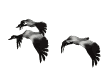 geese_fly1_mw.gif