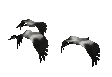 geese_fly1_mc.gif