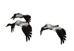 geese_fly1_lw.gif