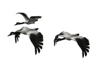 geese_fly1_hr.jpg