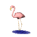 flamingo_stand_sc.gif