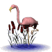 flamingo_nod_sw.gif