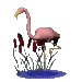 flamingo_nod_sc.gif
