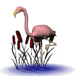 flamingo_nod_mw.gif
