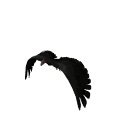 condor_fly_mw.gif