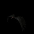 condor_fly_mb.gif
