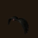 condor_fly_lc.gif