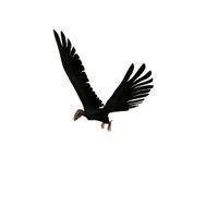 condor_fly_hr.jpg