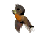 brown_parakeet_sw.gif