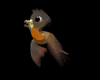brown_parakeet_mb.gif