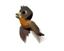 brown_parakeet_lw.gif