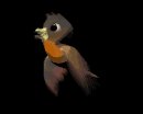 brown_parakeet_lb.gif
