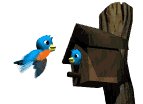 bird_house_lw.gif