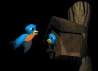 bird_house_lb.gif