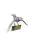 bird_flying_with_letter_sw.gif