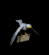 bird_flying_with_letter_sb.gif