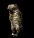 owl4_mousetrap_sb.gif