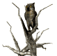 owl2tree_turninghead_sw.gif