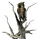 owl2tree_turninghead_sc.gif