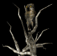 owl2tree_turninghead_sb.gif
