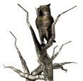owl2tree_turninghead_mw.gif