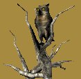 owl2tree_turninghead_mc.gif