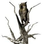 owl2tree_turninghead_lw.gif