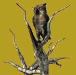 owl2tree_turninghead_lc.gif